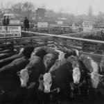 Cattle in the Ogden Stockyard