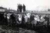 Ogden Stockyards Photographs, Memorabilia and Oral Histories
