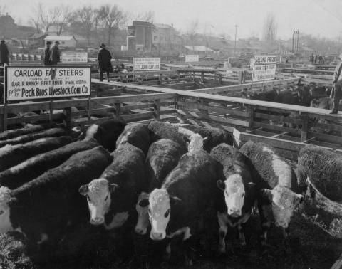 Cattle in the Ogden Stockyard